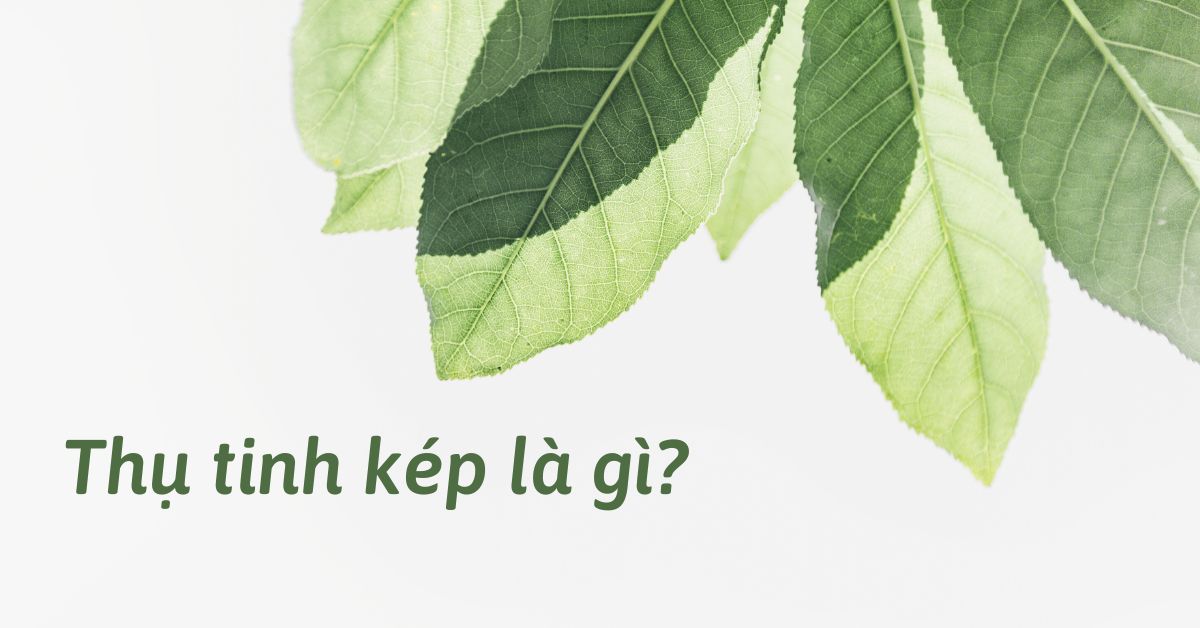 Thụ tinh kép là gì? Quá trình thụ tinh kép ở thực vật