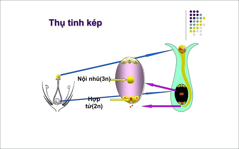 Thụ tinh kép là hiện tượng cả 2 nhân cùng tham gia vào quá trình thụ tinh