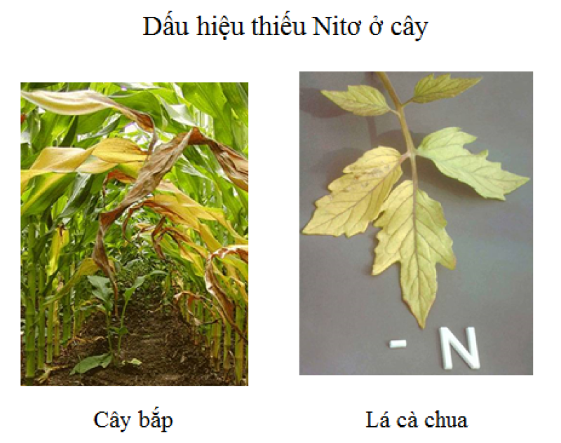 Vai trò của nitơ đối với thực vật