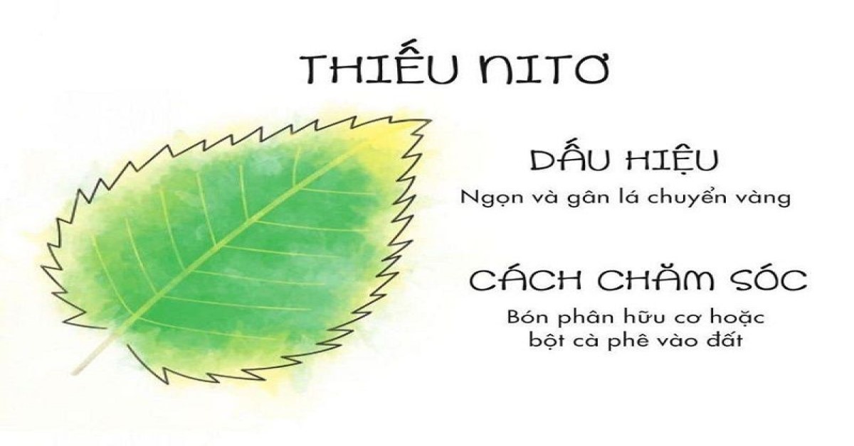 cây hấp thụ nitơ ở dạng