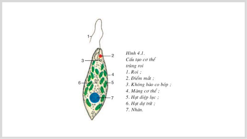 Cấu tạo của trùng roi
