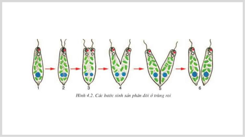 Quá trình sinh sản của trùng roi