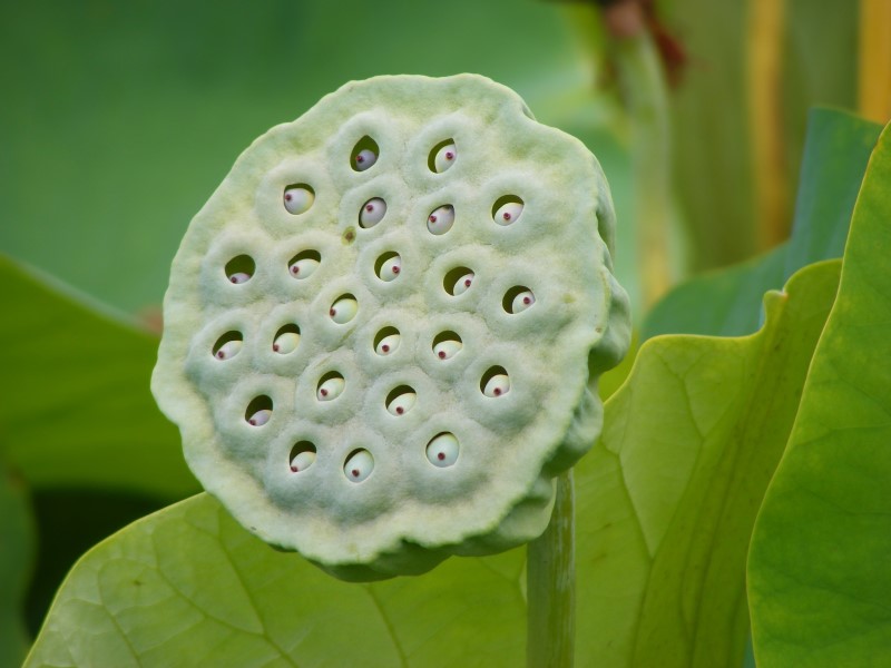 Tìm hiểu Trypophobia là bệnh gì?