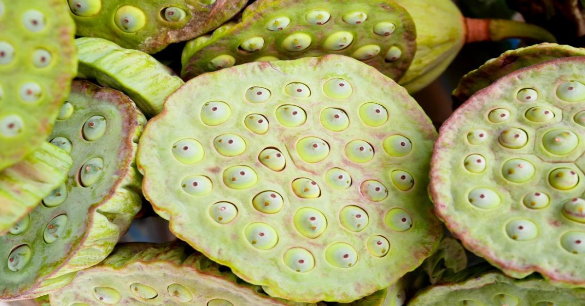 trypophobia là gì