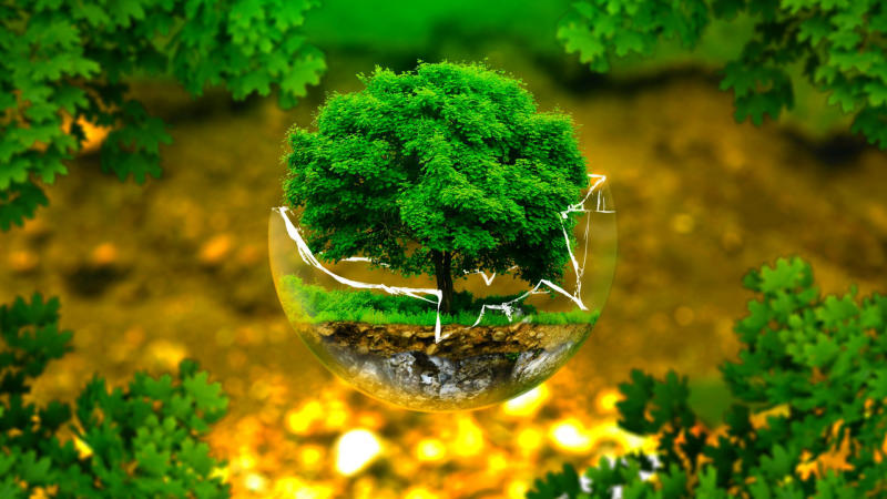 Vai trò của cây xanh đối với môi trường