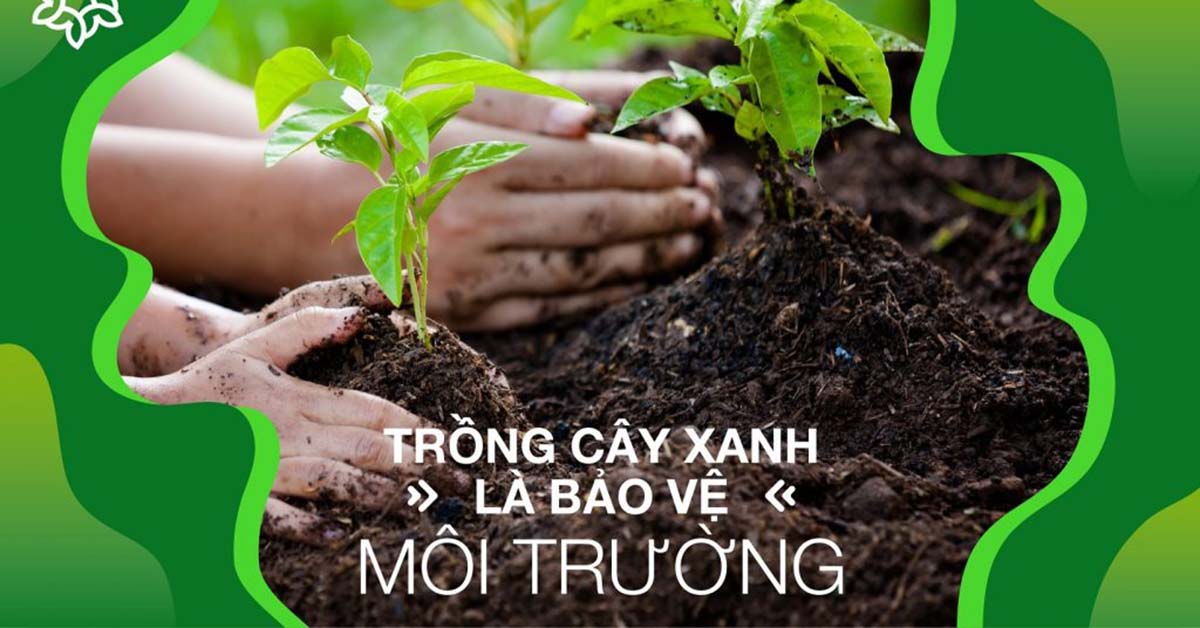 Vai trò của cây xanh đối với con người, khí hậu và môi trường