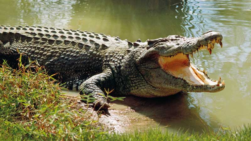 Da cá sấu có thể làm đồ mỹ nghệ