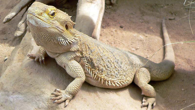 Dạng điển hình dạng nhất của các loài bò sát có thể kể đến như thằn lằn