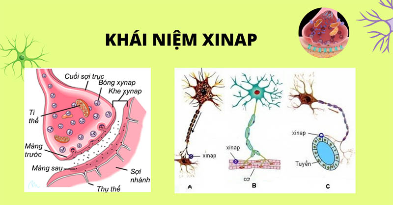 Xinap là gì? Vai trò của xinap và Quá trình truyền tin qua xinap