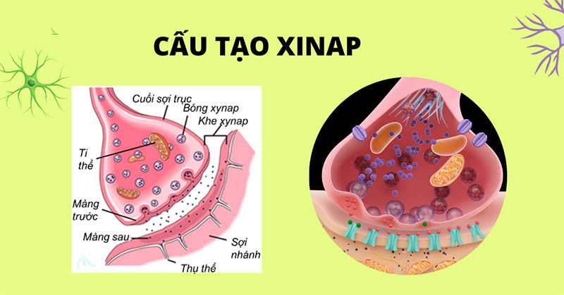 Cấu tạo của xinap