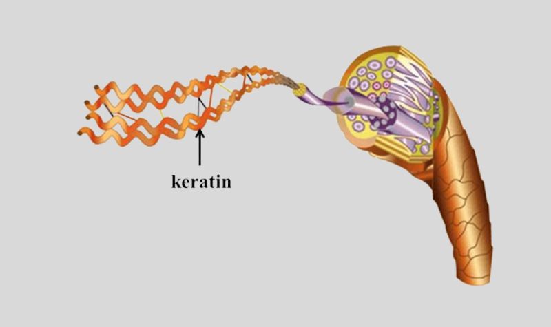 Keratin là gì?
