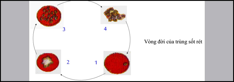 Vòng đời của trùng sốt rét