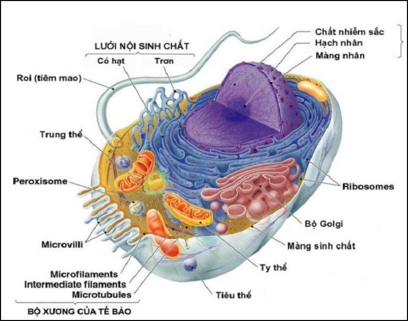 Cấu tạo của tế bào