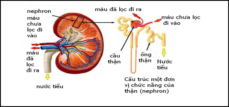 Cấu tạo và chức năng của thận
