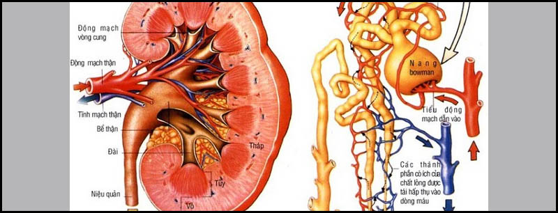 Chức năng của thận