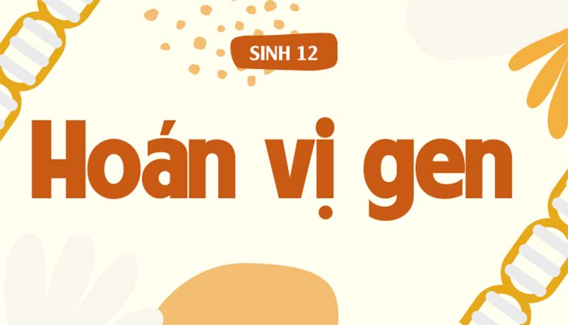 Ý nghĩa của quá trình hoán vị gen