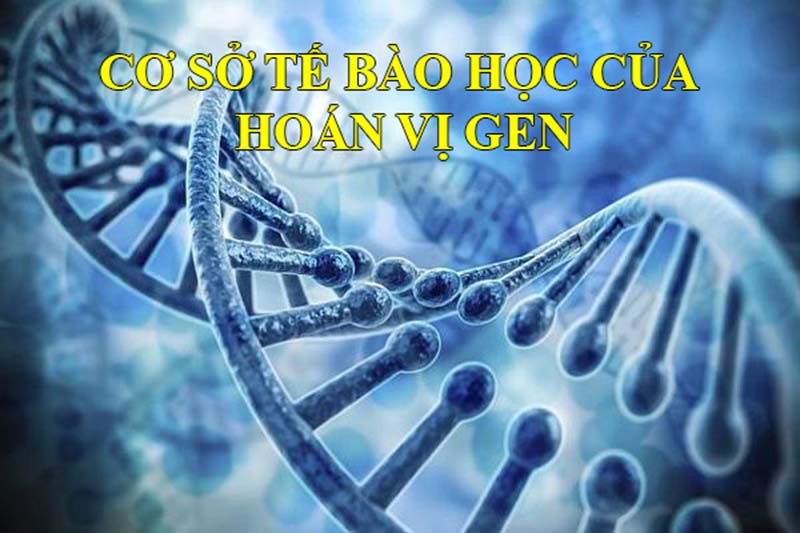Tần số và di truyền liên kết hoàn toàn