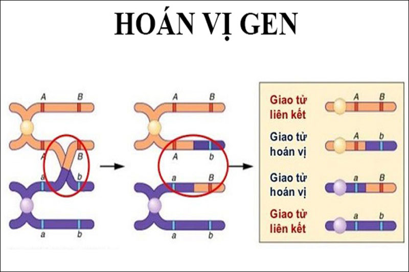 Hoán vị gen là gì? Tìm hiểu cơ sở tế bào học của hoán vị gen