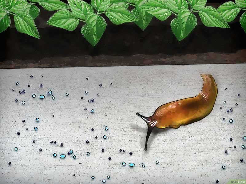 Câu hỏi về đặc điểm chung và vai trò của ngành thân mềm
