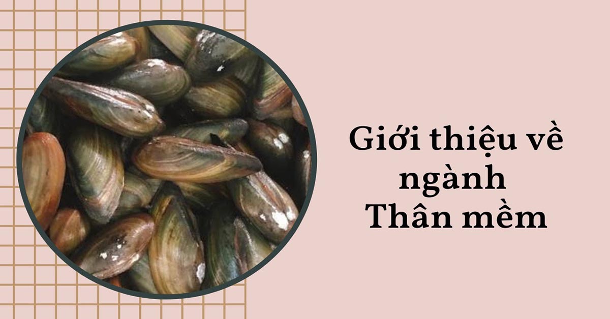 động vật thân mềm