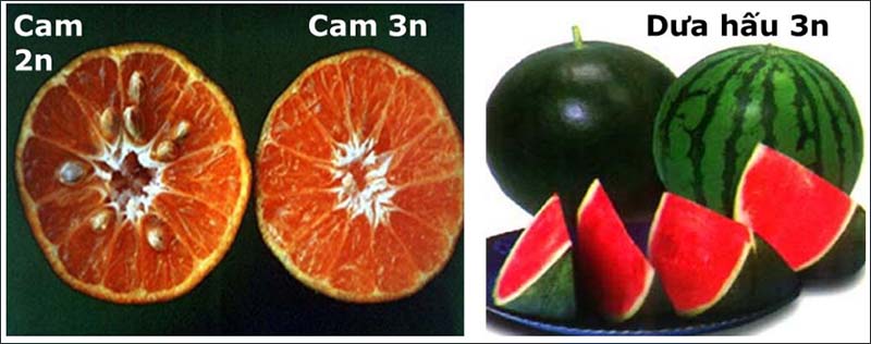 Đột biến số lượng nhiễm sắc thể là gì?