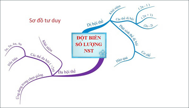 Sơ đồ tư duy đột biến số lượng nhiễm sắc thể