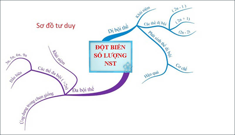 Sơ đồ tư duy về đột biến số lượng nhiễm sắc thể