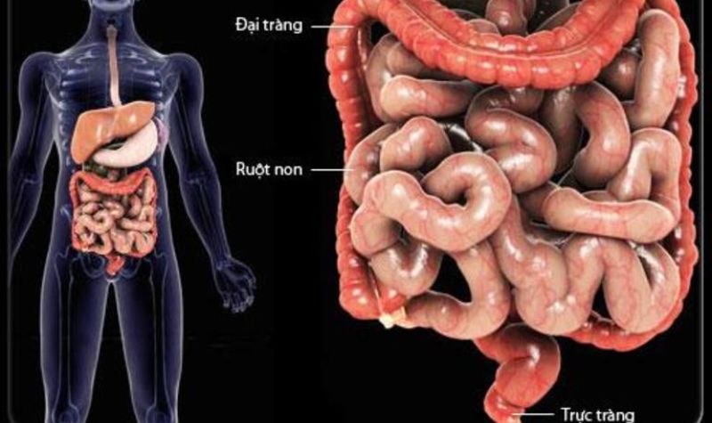 Bệnh lý đường ruột