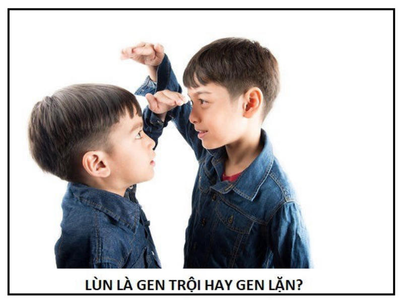 Lùn là gen trội hay lặn?