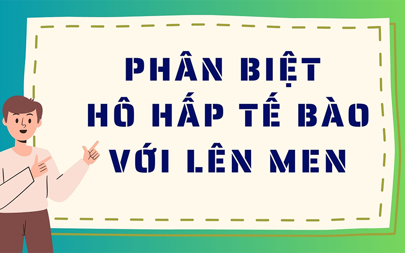 Phân biệt hô hấp tế bào với lên men