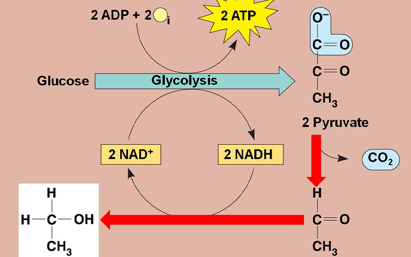 Lên enzyme rượu