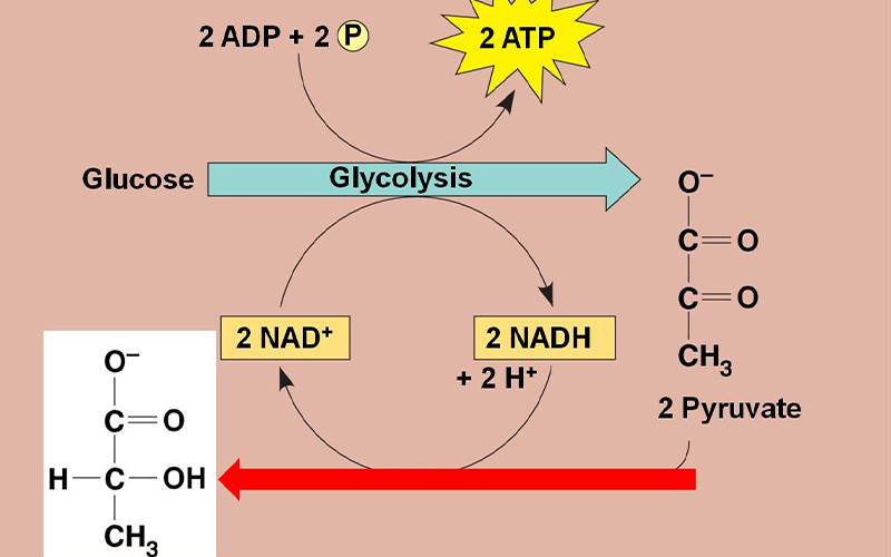 Lên enzyme lactic