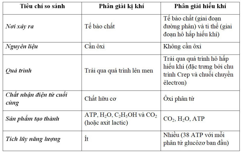 So sánh hô hấp hiếu khí và hô hấp kị khí