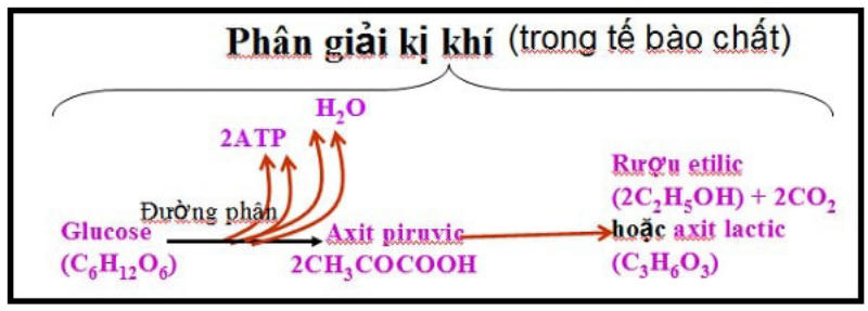 Hô hấp kị khí là gì?