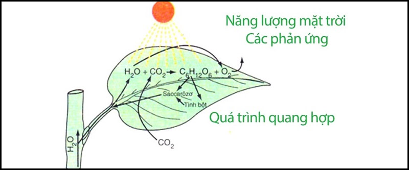 Vai trò của hô hấp sáng là gì?