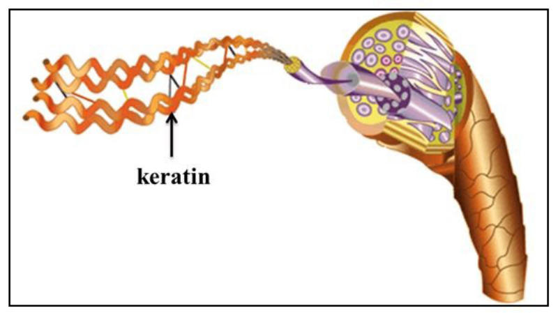 Khái niệm Keratin là gì?