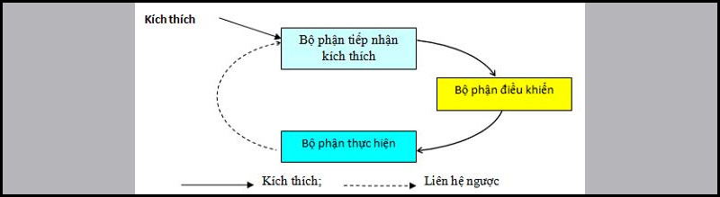 Khái niệm cân bằng nội môi là gì?