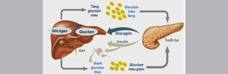 Sơ đồ cơ chế duy trì cân bằng nội môi