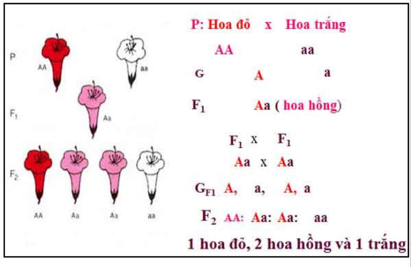 Giải thích thí nghiệm lai 1 cặp tính trạng của Menđen