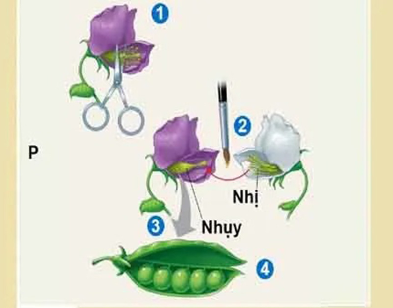 Lý thuyết lai 1 cặp tính trạng