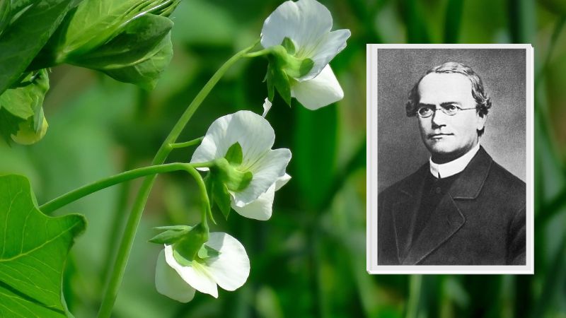 Phương pháp nghiên cứu của Menden