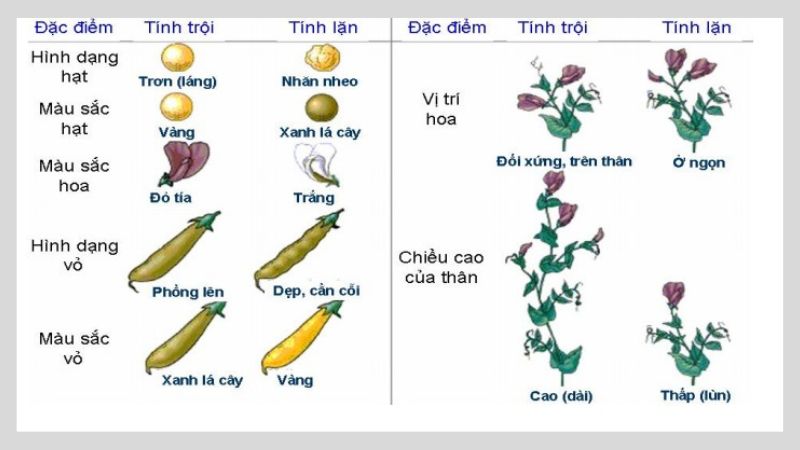 Quy luật di truyền của Menden