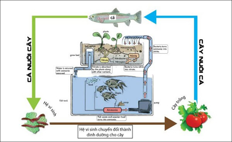 Mô hình aquaponics là gì?