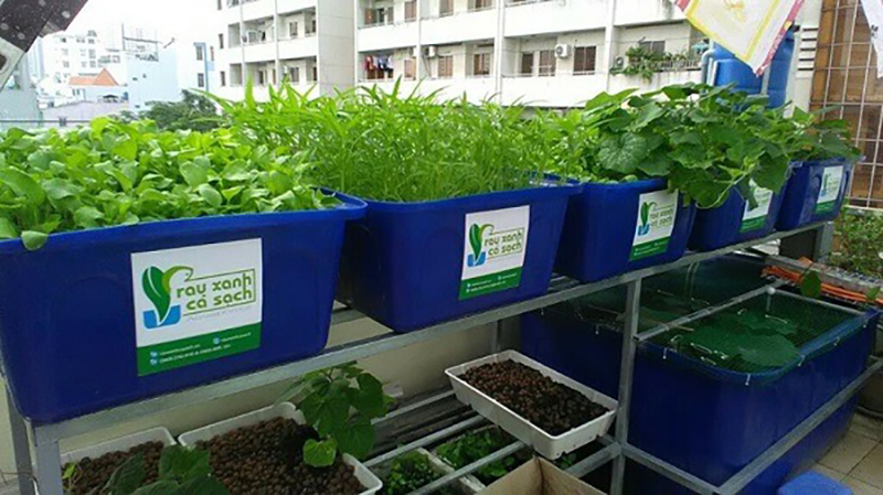 Lợi ích của mô hình aquaponics