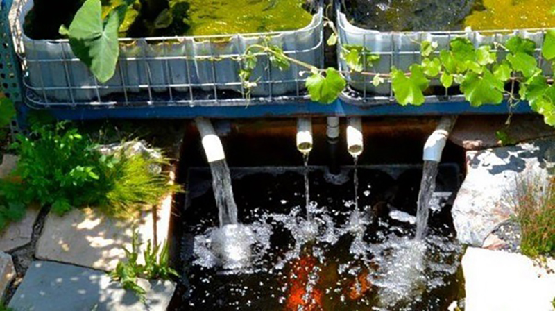 Các yếu tố tạo nên thành công của mô hình aquaponics