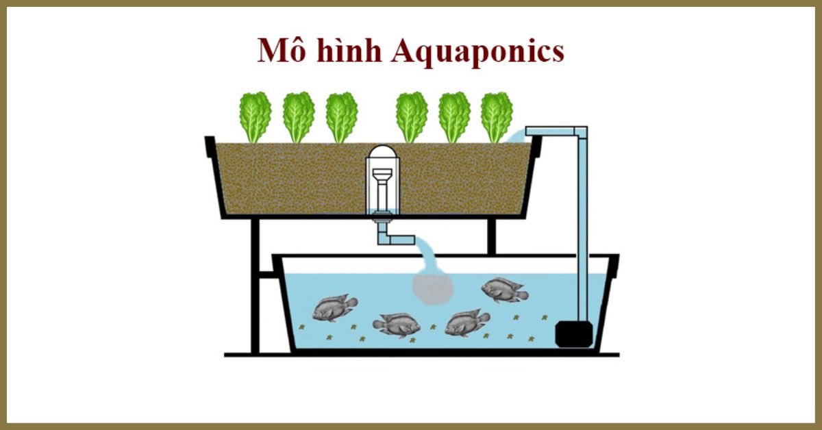Mô hình Aquaponics là gì? Lợi ích của mô hình Aquaponics