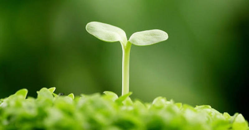 Định nghĩa ý chí nghị lực là gì?