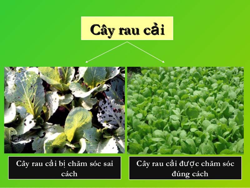 Mức phản ứng của thường biến là gì?