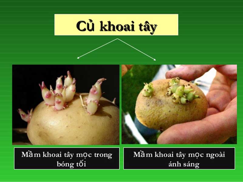 Mối quan hệ giữa kiểu gen, môi trường và kiểu hình