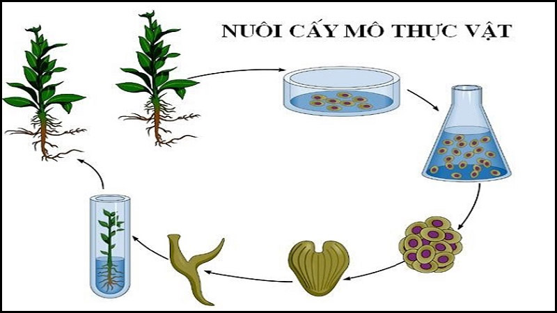 Cơ sở tế bào học của nuôi cấy mô